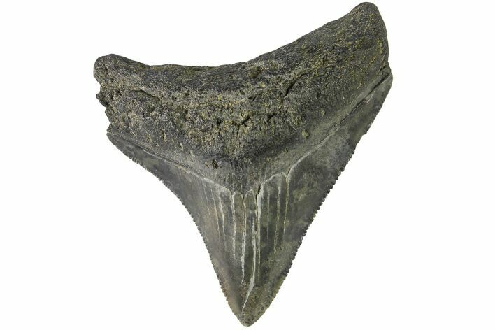 Serrated, Juvenile Megalodon Tooth - South Carolina #183057